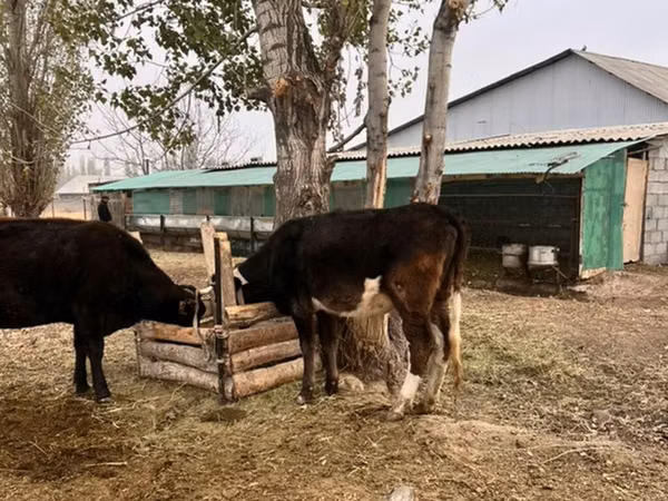 公牛, Russian Black pied cattle
