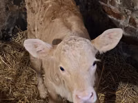 Cow, Charolais cattle — photo 1