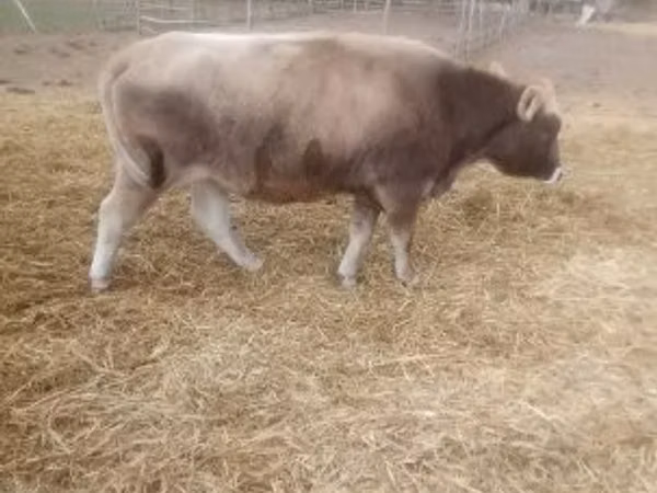Cow, Brown Carpathian breed