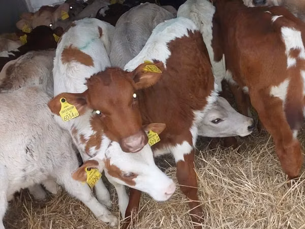 Rinder (Partie, Geschlecht nicht angegeben), Simmental cattle