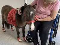 घोड़ा, Miniature horse — फ़ोटो 5
