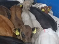 Cattle (batch, sex not specified), Cattle — photo 1