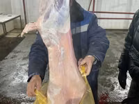 نعجة, Krasnoyarsk sheep — الصورة 7