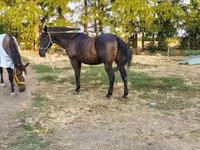 公马, Nonius horse — 照片 2
