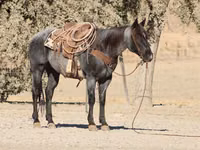 Cal, Quarter Horse — foto 4