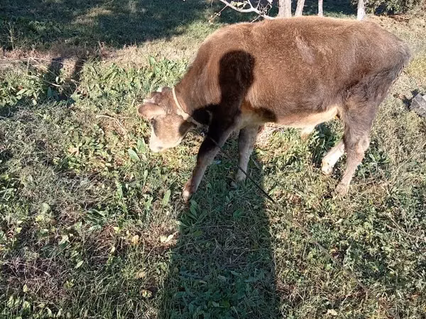 Țap, Capre