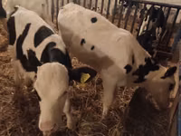 Bou, Russian Black pied cattle — foto 1