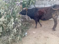 Cow, Cattle — photo 2