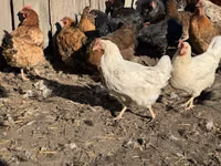Chickens — foto 2