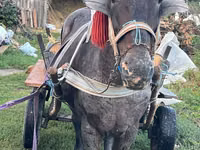 Cheval, Chevaux — photo 1