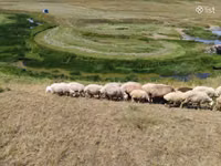 भेड़, Balbas sheep — फ़ोटो 8