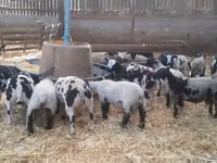 मेढ़ा, White Suffolk sheep — फ़ोटो 2