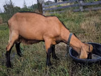 Taka, Nubian Goat — 3-rasm