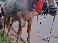 Caballo, Caballos — foto 2