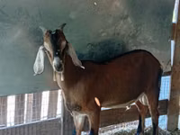 Bode, Cabras — foto 5