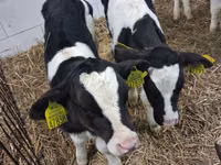 Bulle, Russian Black pied cattle — Foto 5