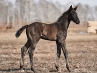 घोड़ा, Trakehner — फ़ोटो 1