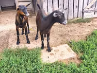 Țap, Nubian Goat — foto 5