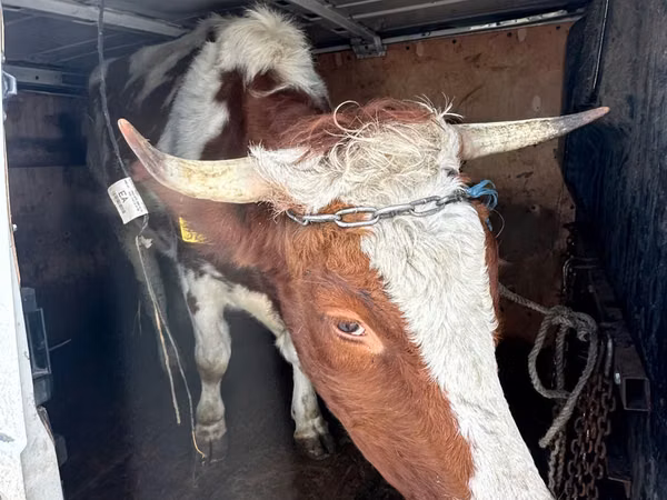 Vacă, Bovine