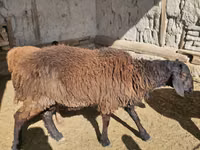 كبش, الأغنام — الصورة 4
