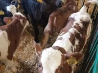 Rinder (Partie, Geschlecht nicht angegeben), Russian Black pied cattle — Foto 5