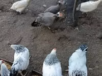 Guinea fowl — 1-rasm
