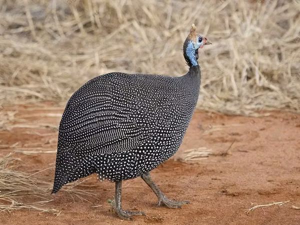 Zagorsk White-breasted