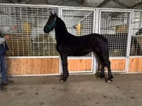 Hengst, Friesian — Foto 7
