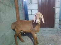 भेड़, Rhon sheep — फ़ोटो 7