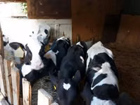 Bull, Russian Black pied cattle — photo 1