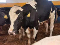 Buqa, Simmental cattle — 4-rasm