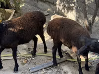 كبش, Aland sheep — الصورة 4