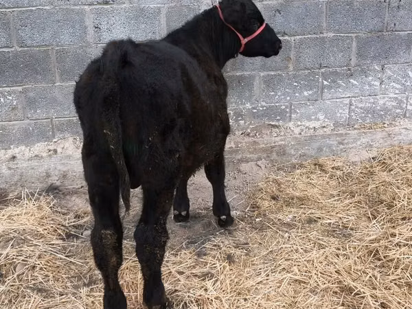Toro, Aberdeen-Angus