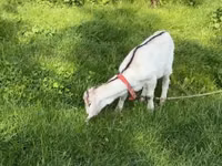 Capră, Nubian Goat — foto 2