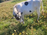 Kuh, Russian Black pied cattle — Foto 2