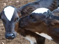 Bovine (lot, sex nespecificat), Vaca kazahă cu cap alb — foto 1