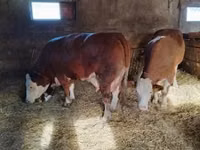 Buqa, Simmental cattle — 5-rasm