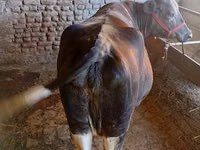Vaca, Ganado vacuno — foto 4