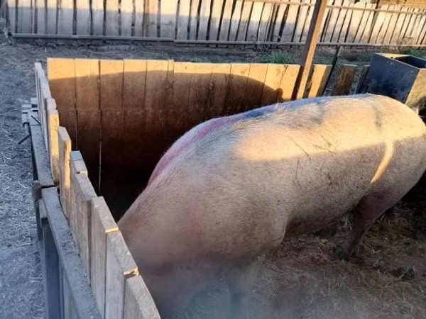 Scroafă, Porci
