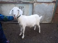 Cabra, Nubian Goat — foto 1