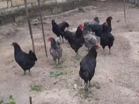 Australian Pit Game fowl — foto 5