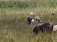 نعجة, Romanov sheep — الصورة 4