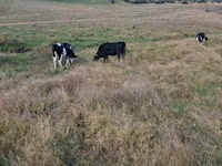 गाय, Russian Black pied cattle — फ़ोटो 1