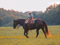 At, Quarter Horse — foto 6