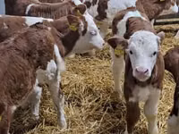 Bovine (lot, sex nespecificat), Simmental cattle — foto 3