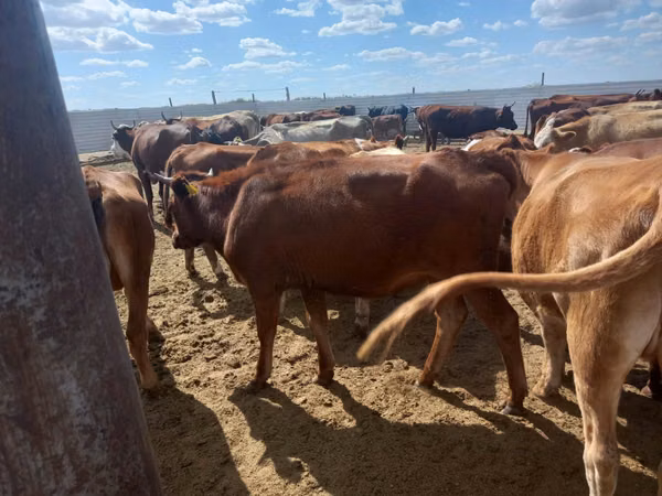 Vache, Vache rouge des steppes
