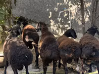 كبش, Aland sheep — الصورة 5