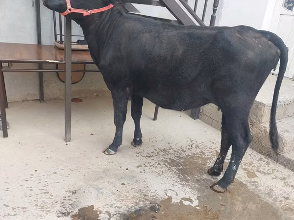 母牛, Cattle