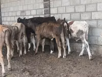 Bulle, Aberdeen-Angus — Foto 8