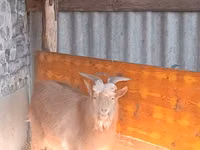 公山羊, Goats — 照片 3